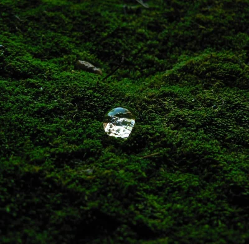Mossy Forest Floor of Castelnuovo Don Bosco - Image 1