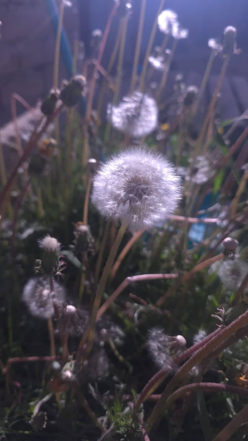 Dandelion Field in Bombogor - Image 1