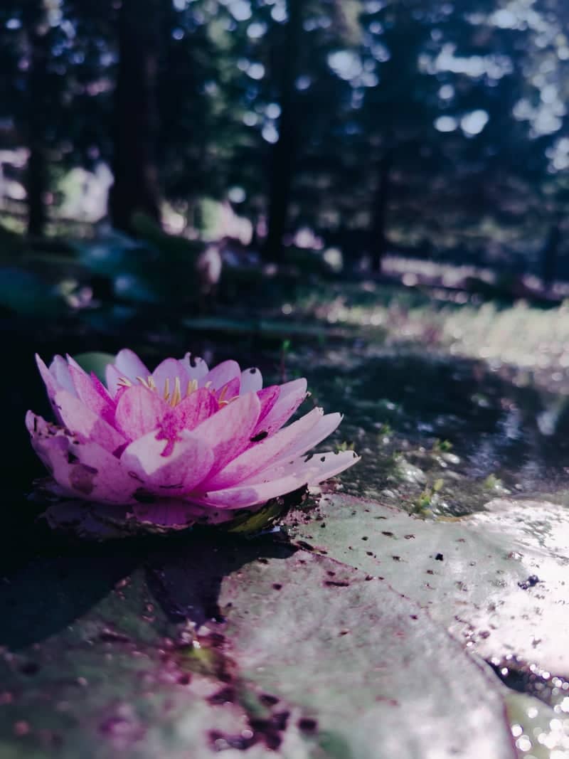 Valkenberg Park Lily Pond - Image 1