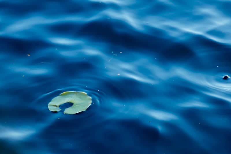 Lake Sammamish Shoreline - Image 1
