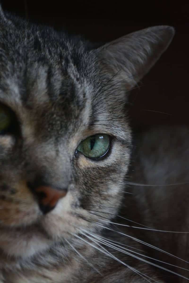 Marinilla Pet Portrait Spot - Image 1