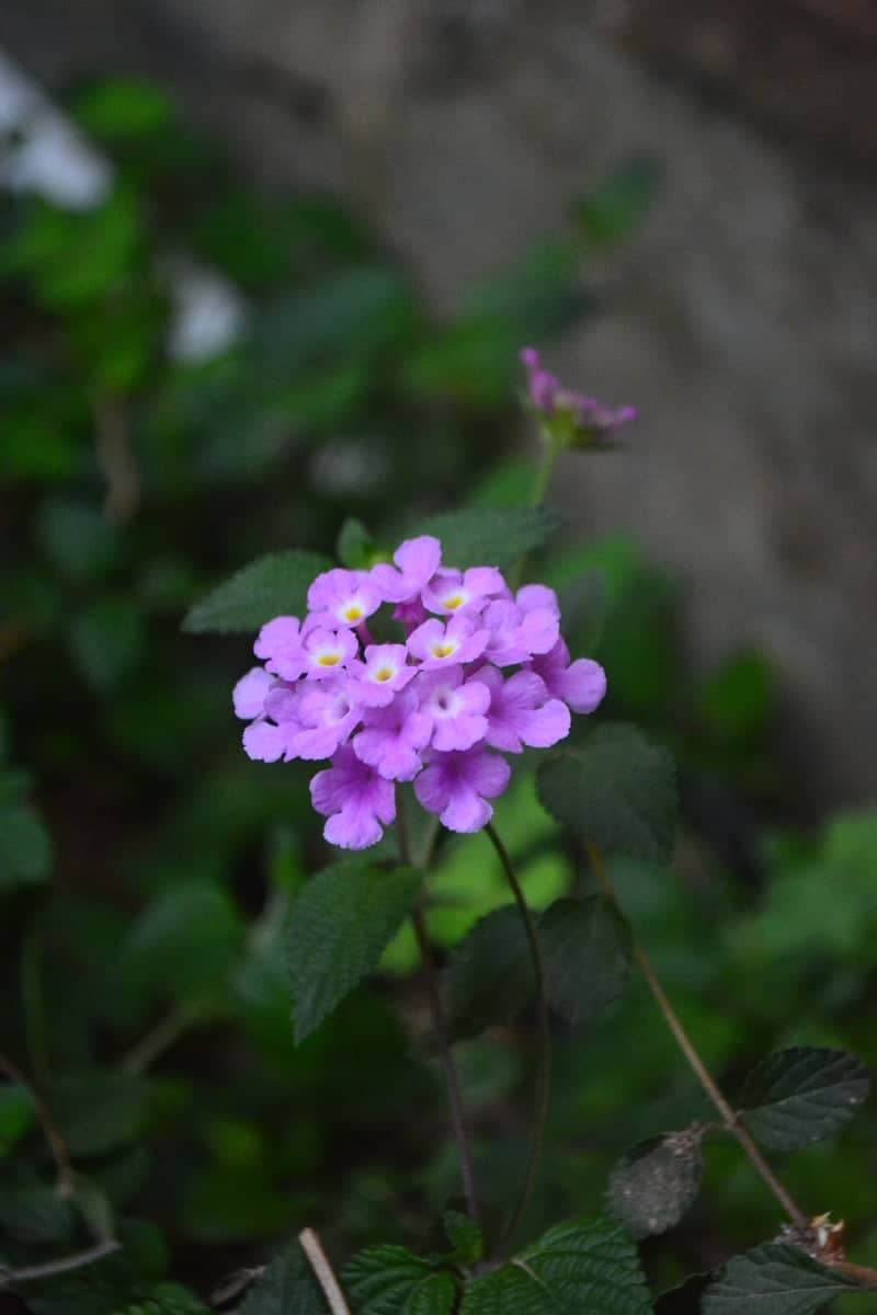 Rionegro Garden Blooms - Image 1