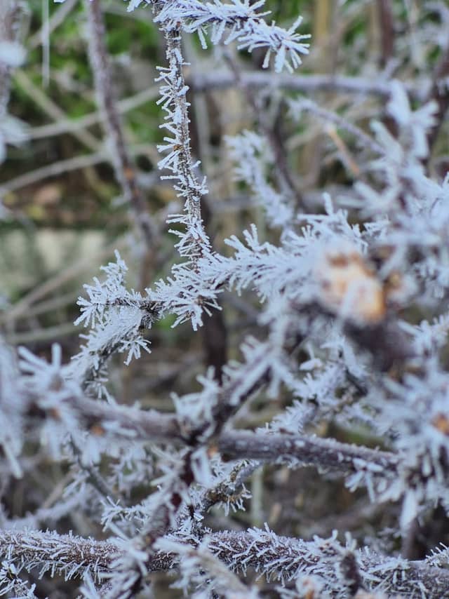 Heddesheim Winter Frost - Image 1