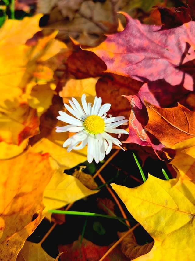Heddesheim Autumn Garden - Image 1