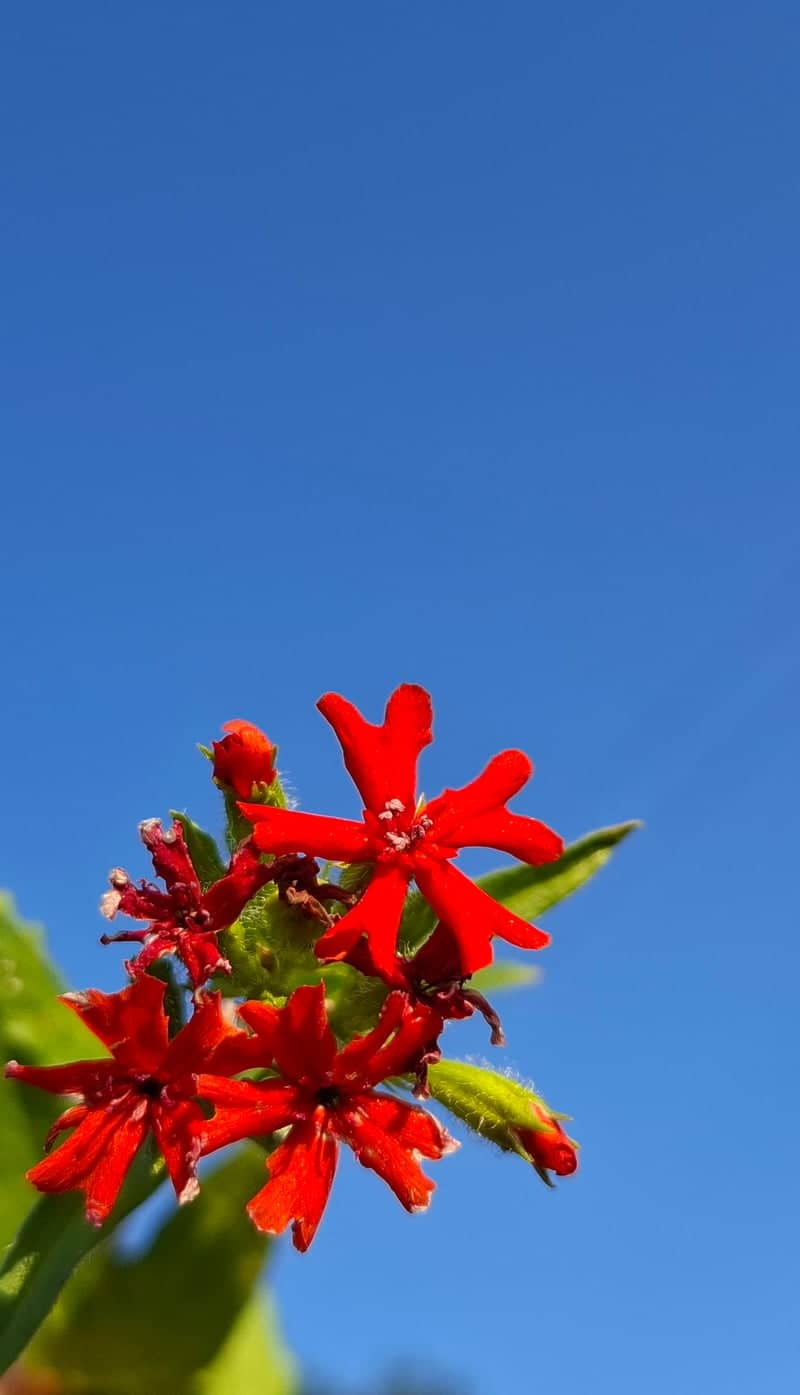 Zaevo Village Garden - Image 1