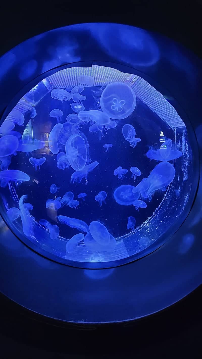 Jellyfish Aquarium at Bolshaya Ordynka - Image 1