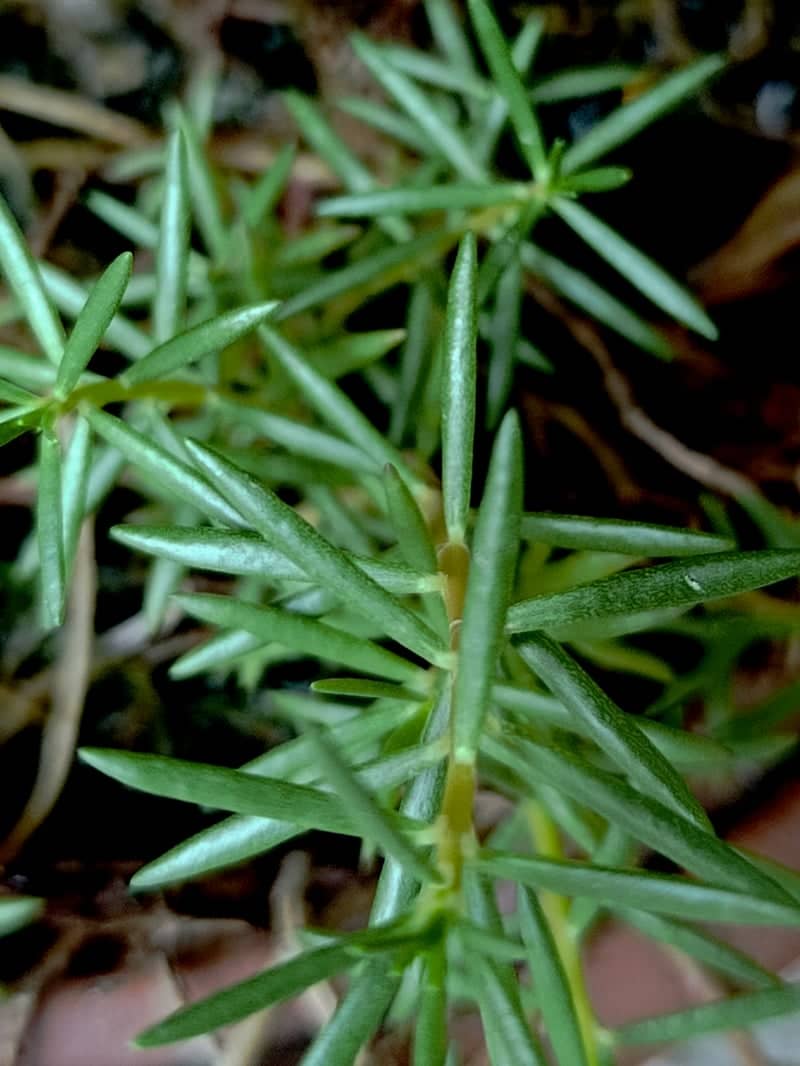 Kasur Garden Macro - Image 1