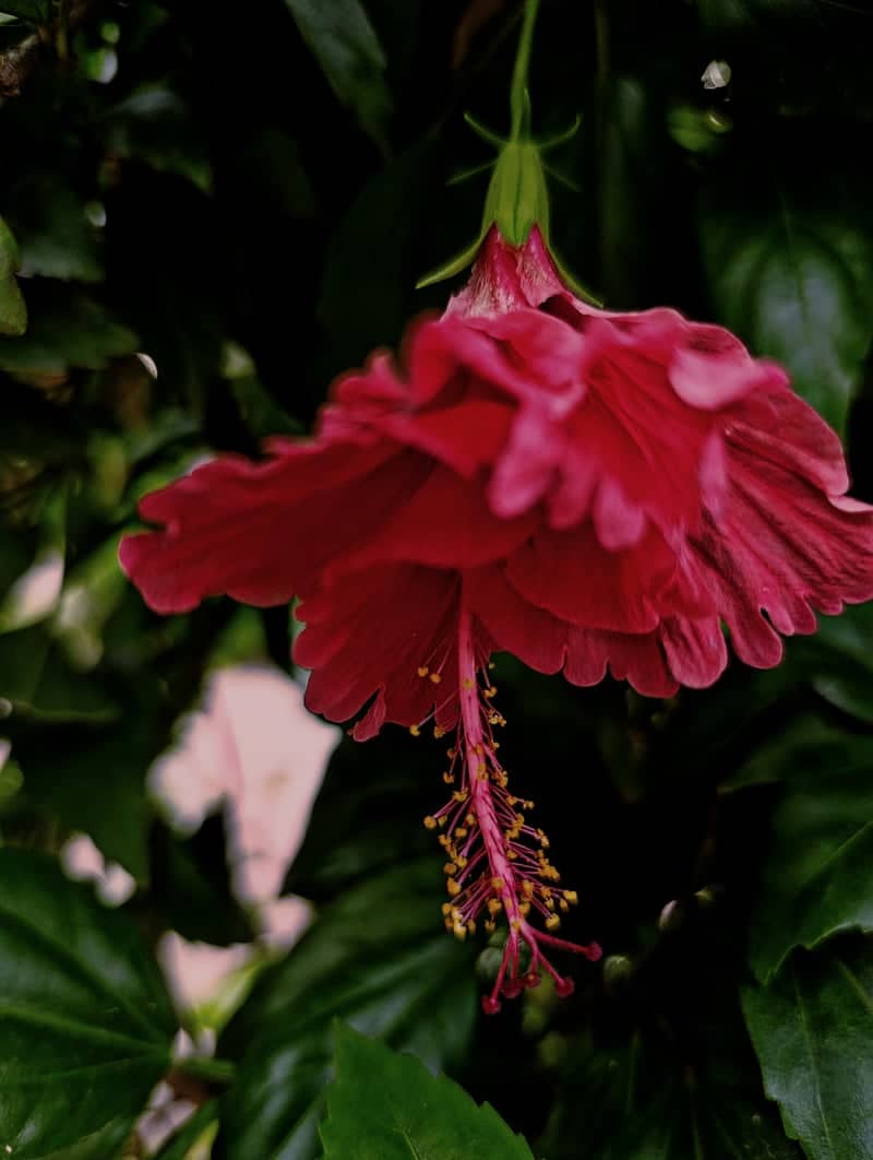 Kasur Garden Hibiscus - Image 1