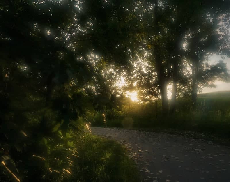 Circle Park Wooded Trail - Image 1