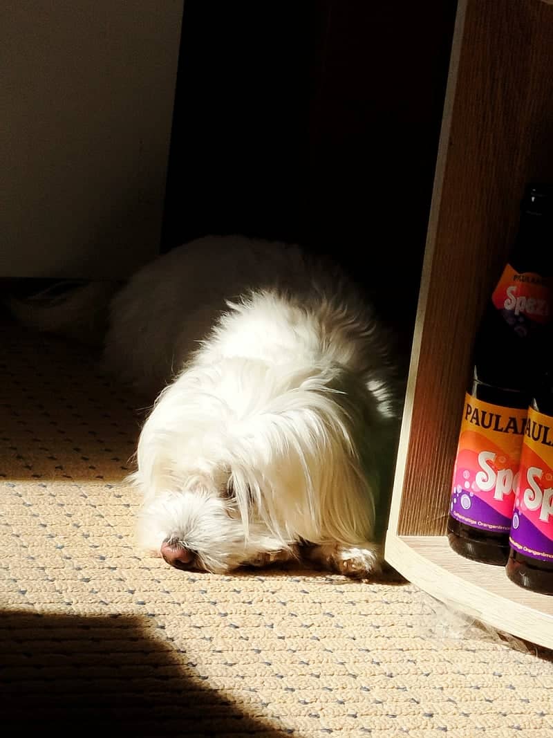 Sunlit Pet Portrait in Nufringen - Image 1