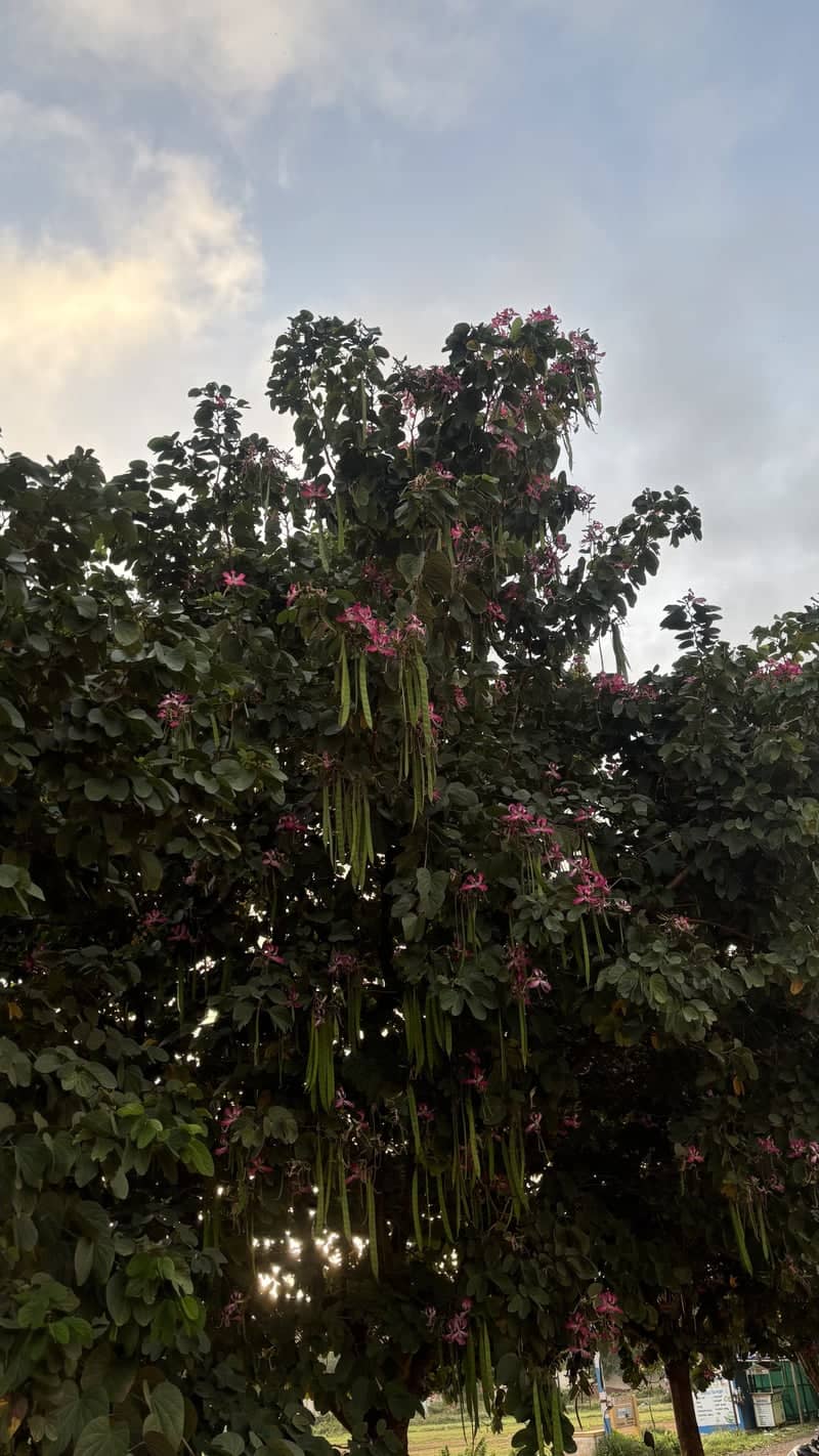 Flowering Orchid Tree near J K School - Image 1