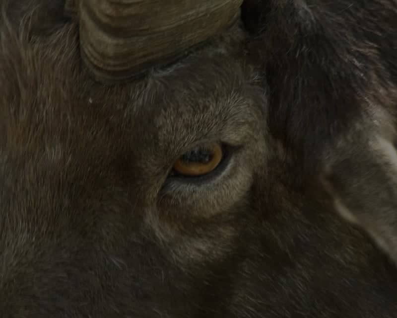 Parc Animalier des Pyrénées - Image 1