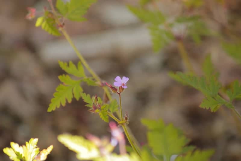 Ljubljana Urban Wildflowers - Image 1