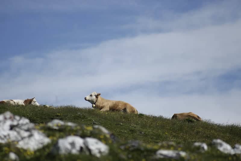 Velika Planina - Image 1