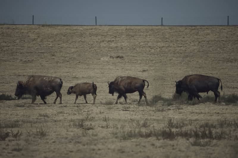 Rocky Mountain Arsenal National Wildlife Refuge - Image 1