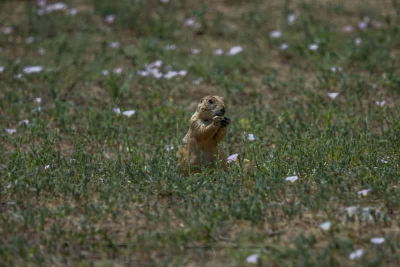 Rocky Mountain Arsenal National Wildlife Refuge - Image 1