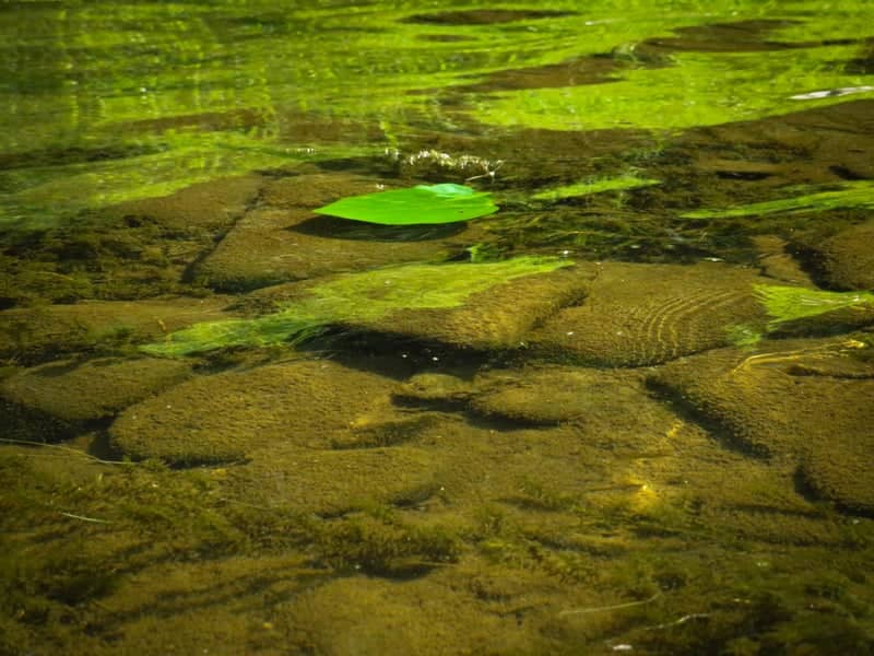 Fork Branch Nature Preserve Shallows - Image 1