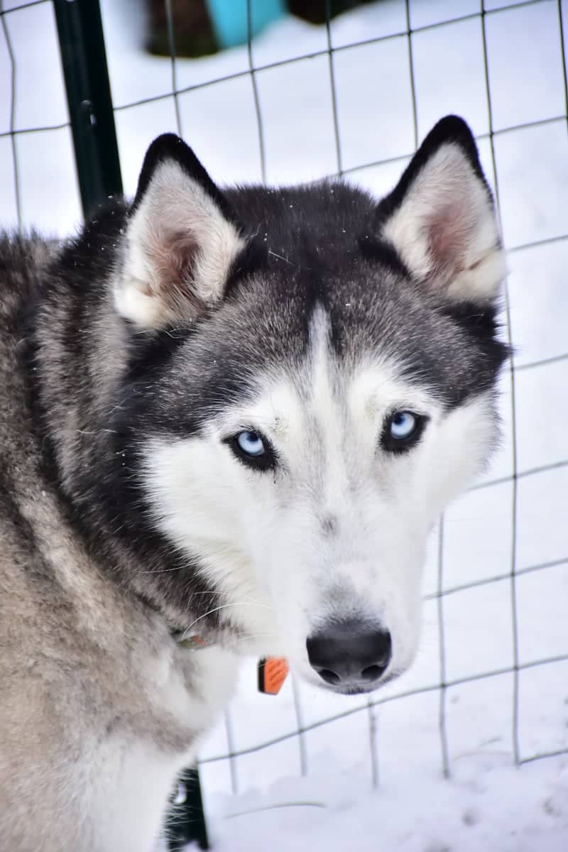 Murrysville Winter Pet Portrait - Image 1