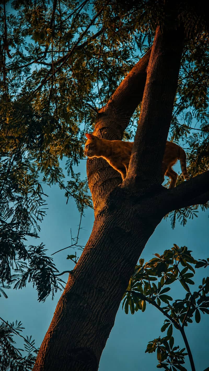 Golden Hour Cat in Jaipur Tree - Image 1