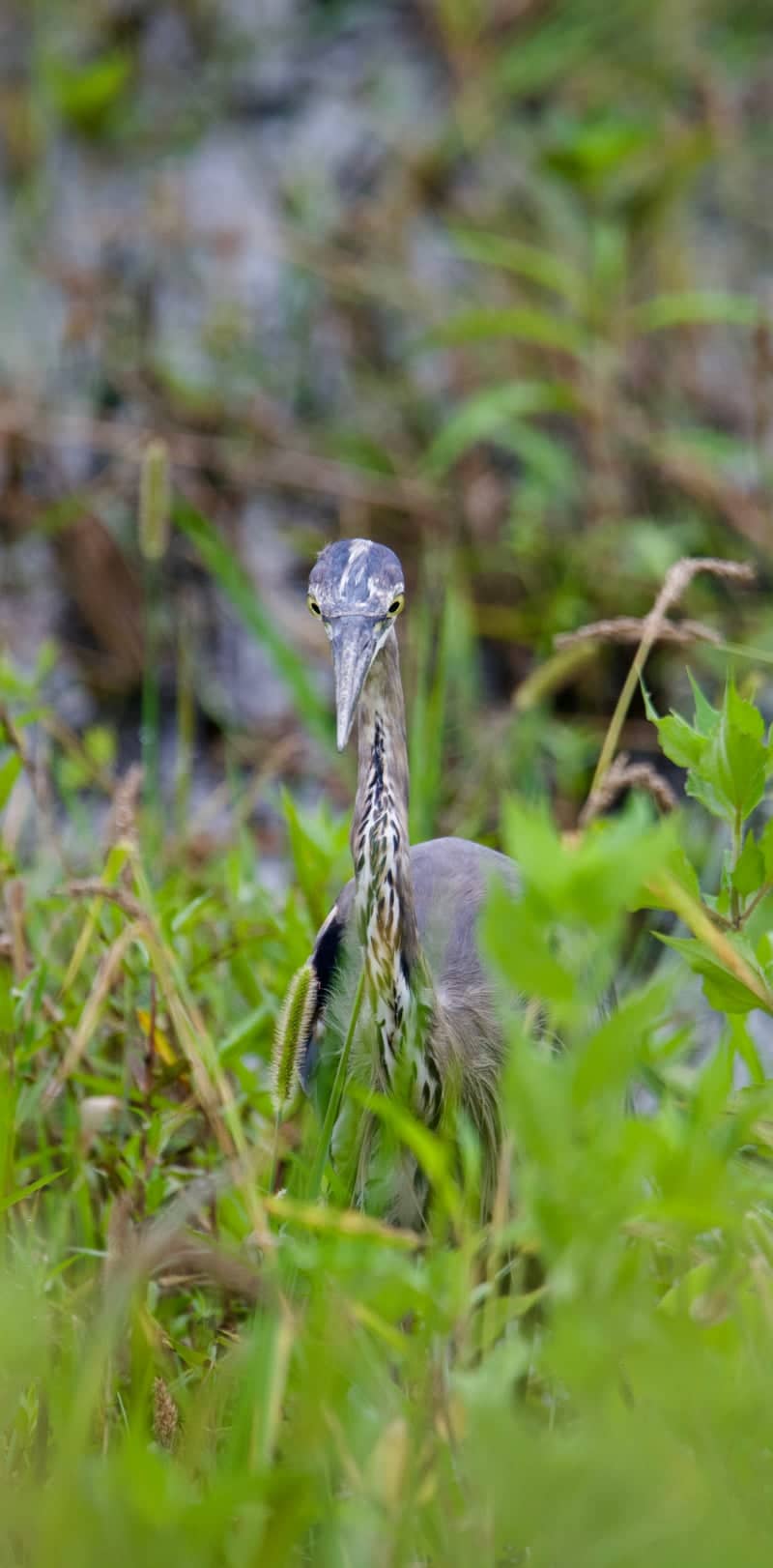 Woodlands Nature Station - Image 2