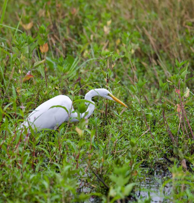 Woodlands Nature Station - Image 5