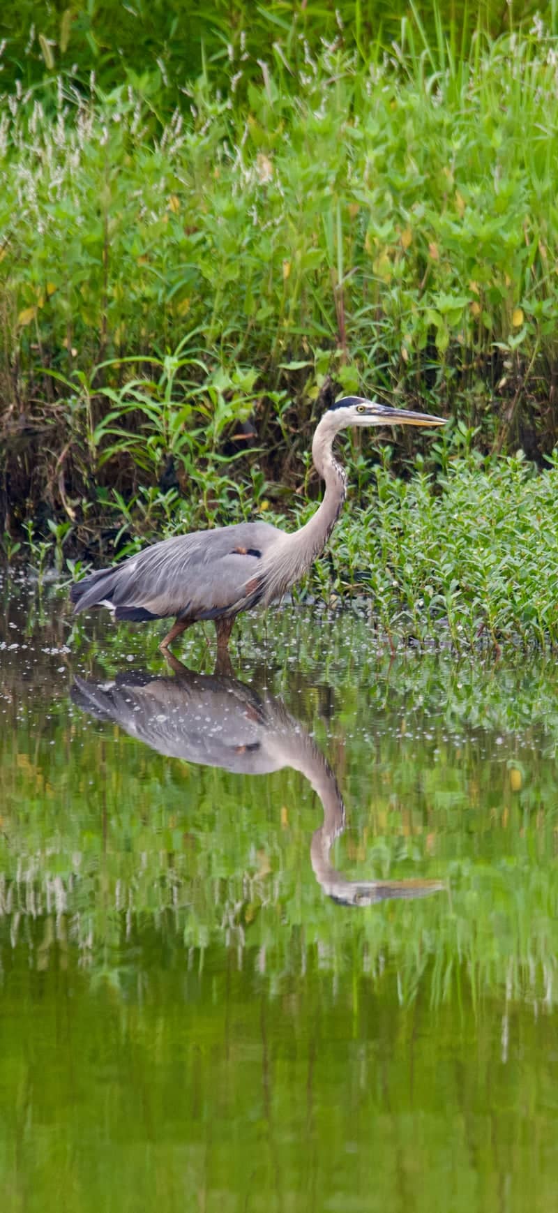 Woodlands Nature Station - Image 4