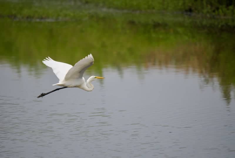 Woodlands Nature Station - Image 3