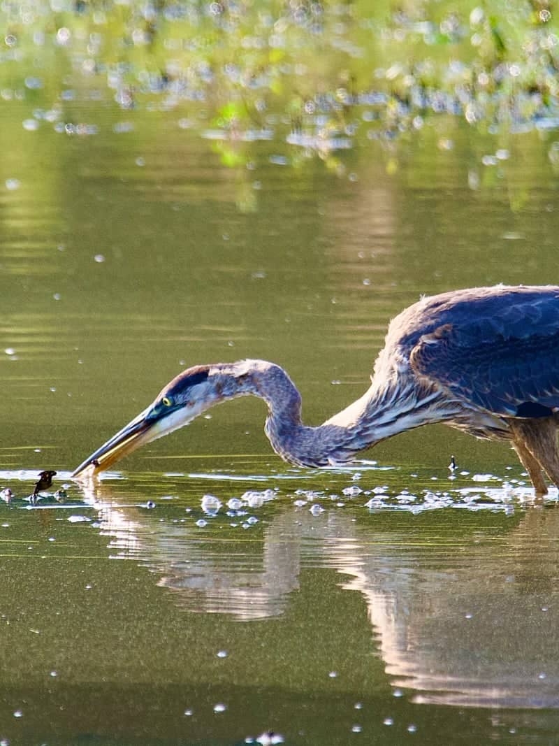 Tennessee National Wildlife Refuge - Big Sandy Unit - Image 3
