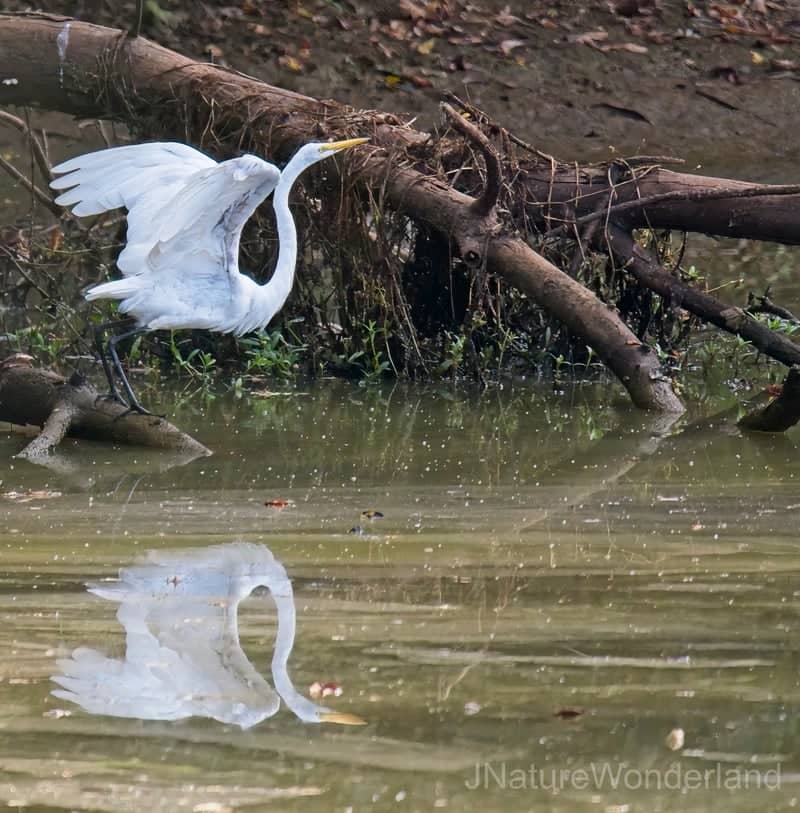 Cross Creeks National Wildlife Refuge - Image 1