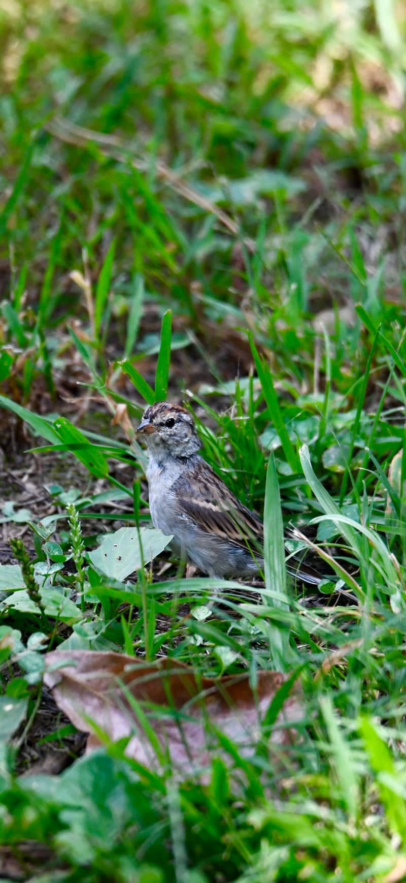 Tennessee National Wildlife Refuge - Image 1