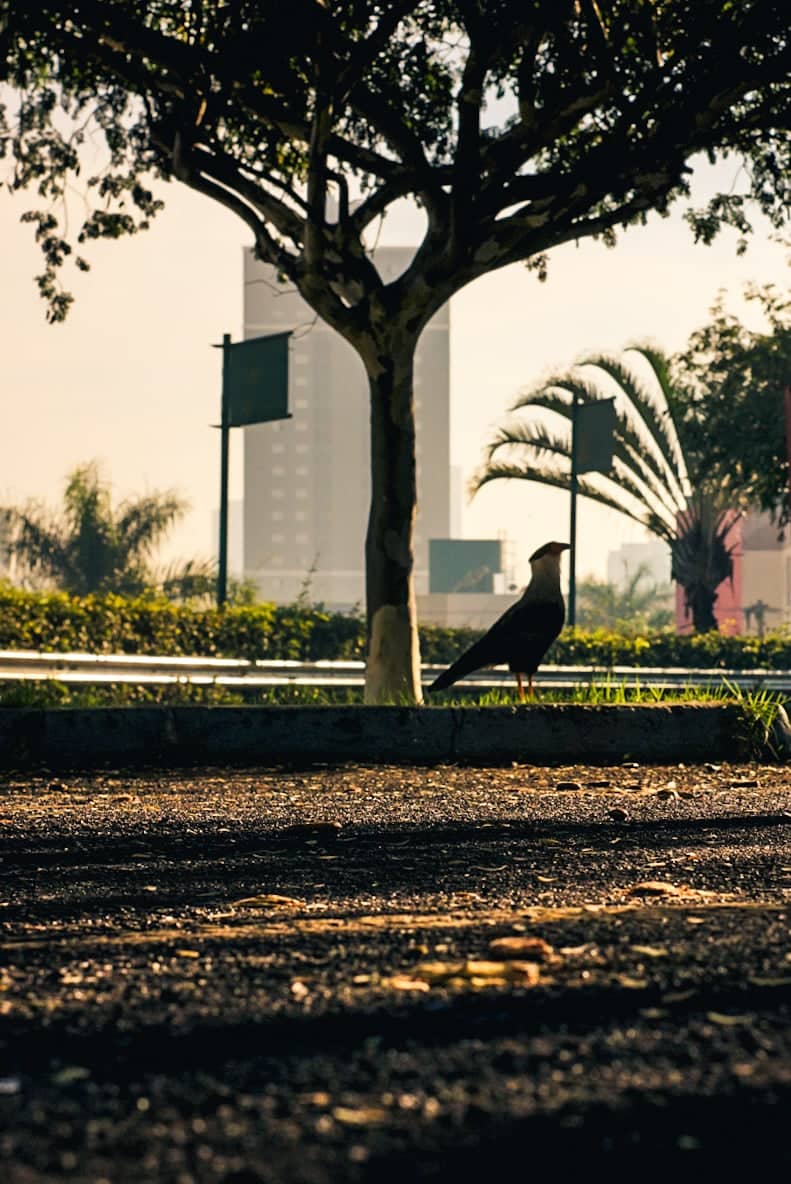 Avenida Santa Beatriz Urban Greenery - Image 1