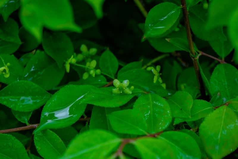 Hooper Garden Foliage - Image 1