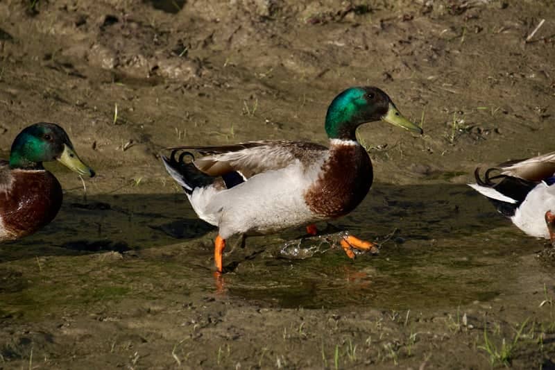 Hooper Wetlands - Image 1