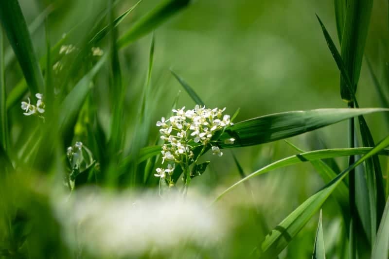 Hooper Meadow Wildflowers - Image 1