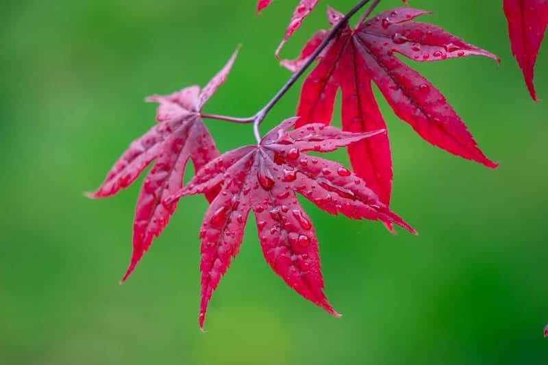 Hooper Japanese Maple Garden - Image 1