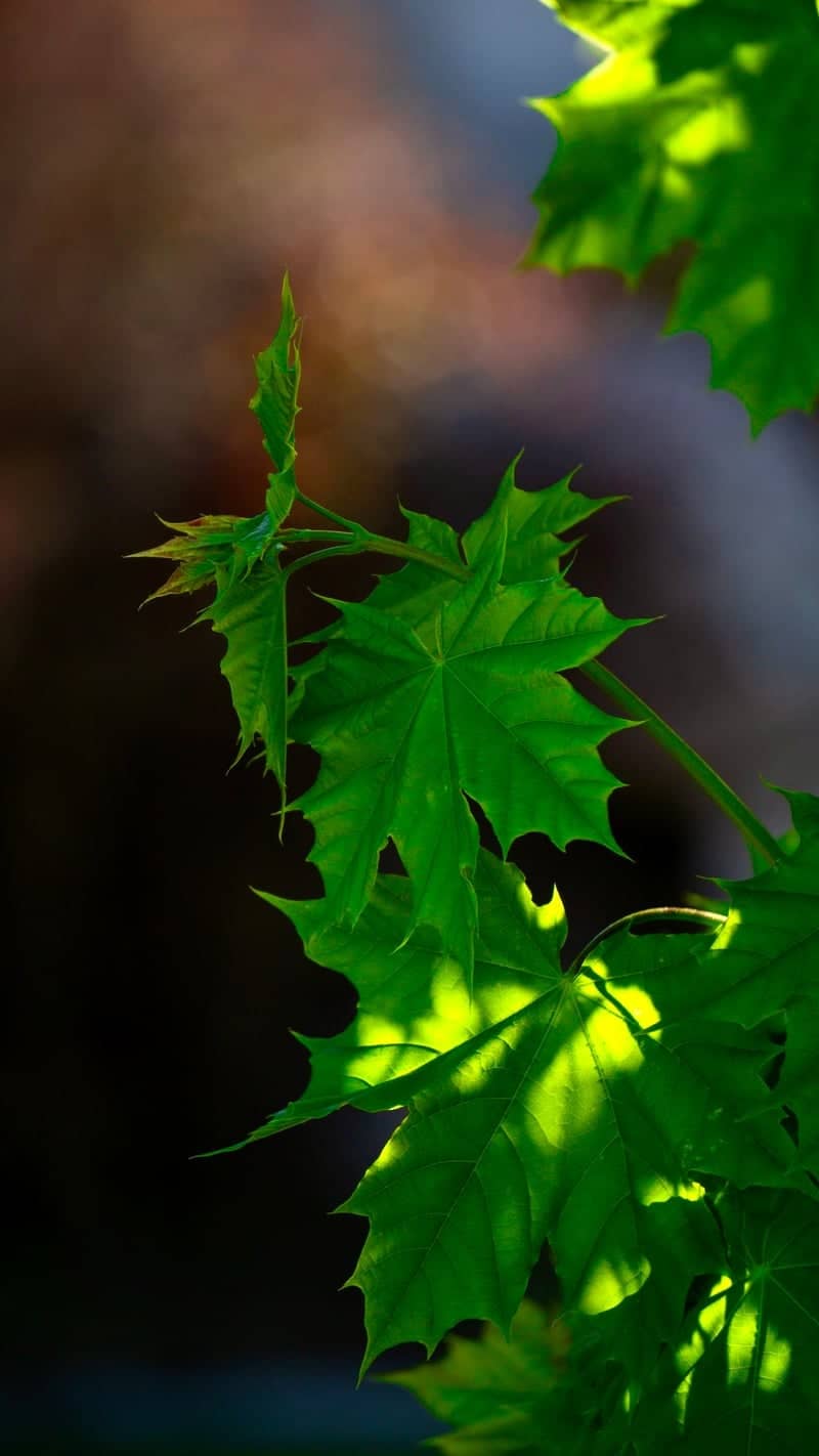 Hooper Maple Foliage - Image 1