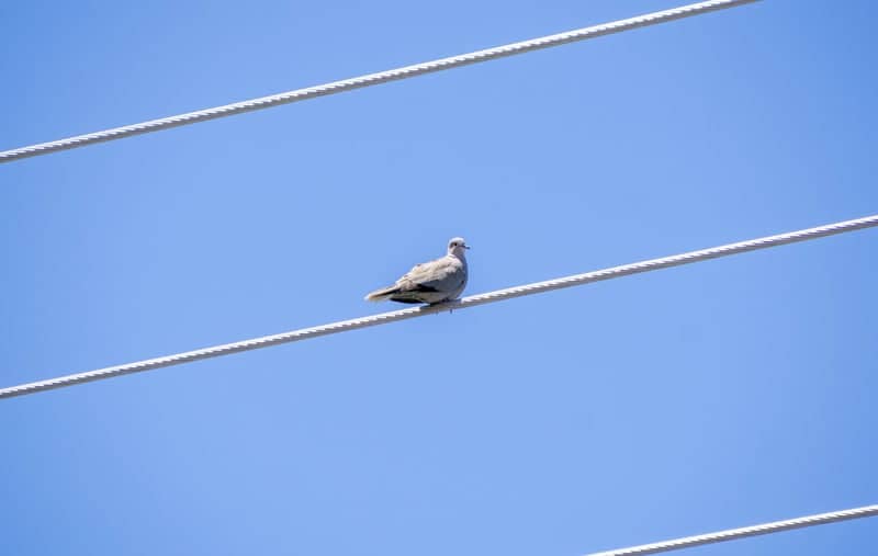 Hooper Rural Birding - Image 1