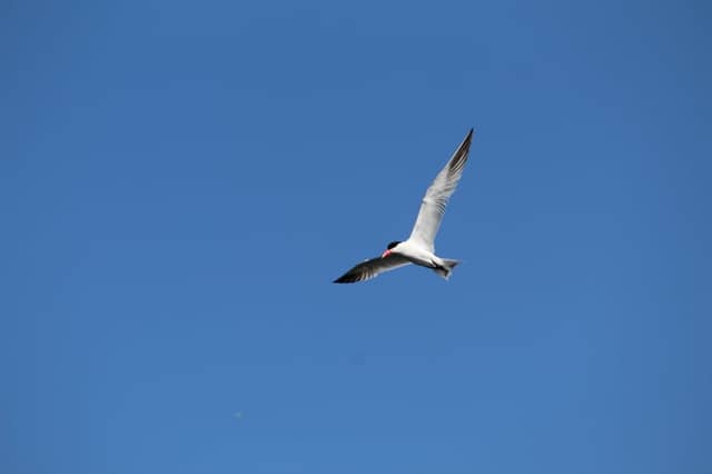 Oceanside Coastal Skies - Image 1