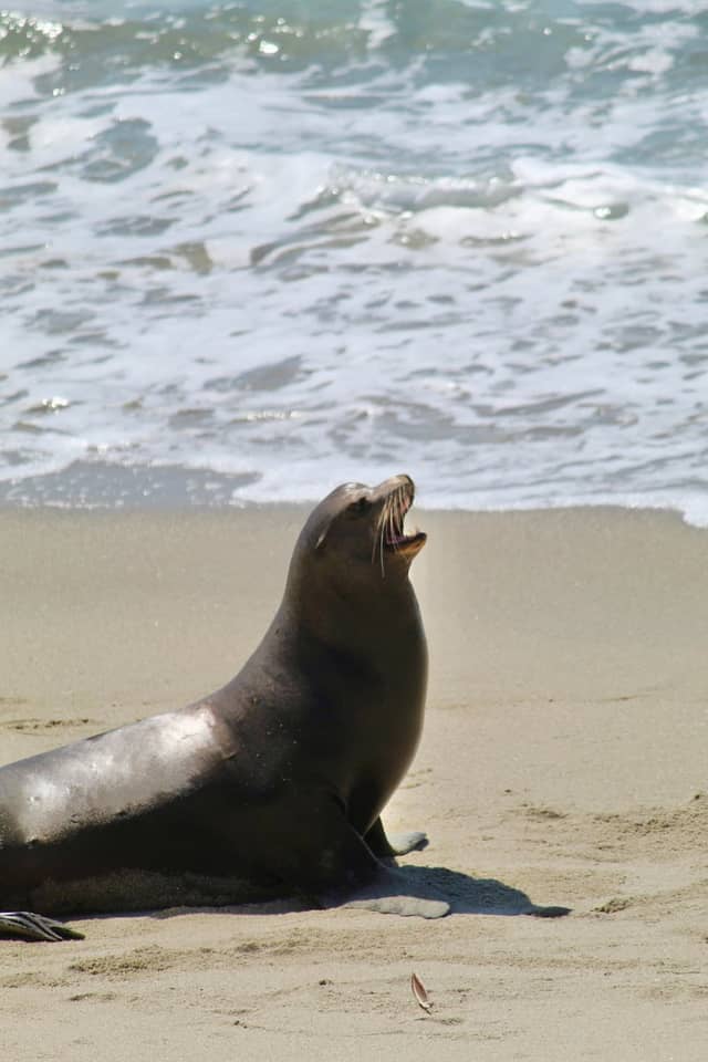 Oceanside Beach - Image 1