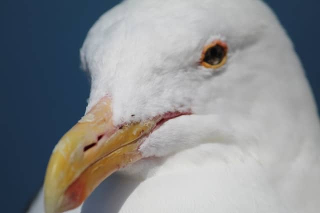Oceanside Pier Coastal Wildlife - Image 1