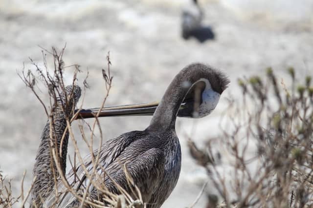 Oceanside Beach Wildlife - Image 1