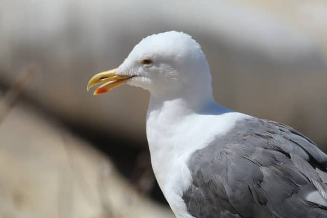 Oceanside Coastal Wildlife - Image 1