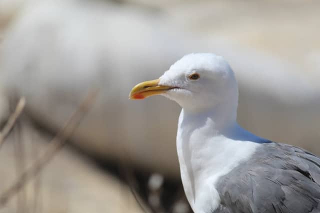 Oceanside Beach - Image 1