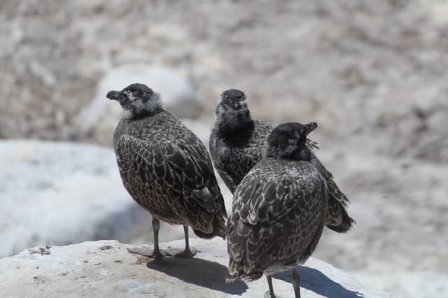 Oceanside Coastal Wildlife - Image 1