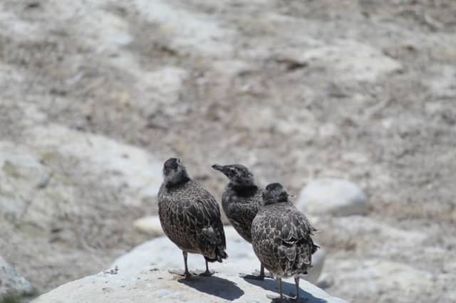 Oceanside Coastal Wildlife - Image 1