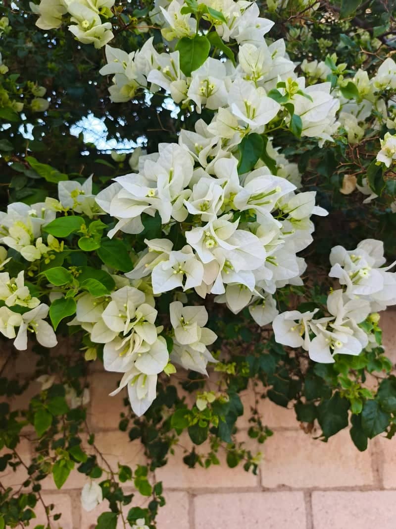 Sepang Floral Wall - Image 1