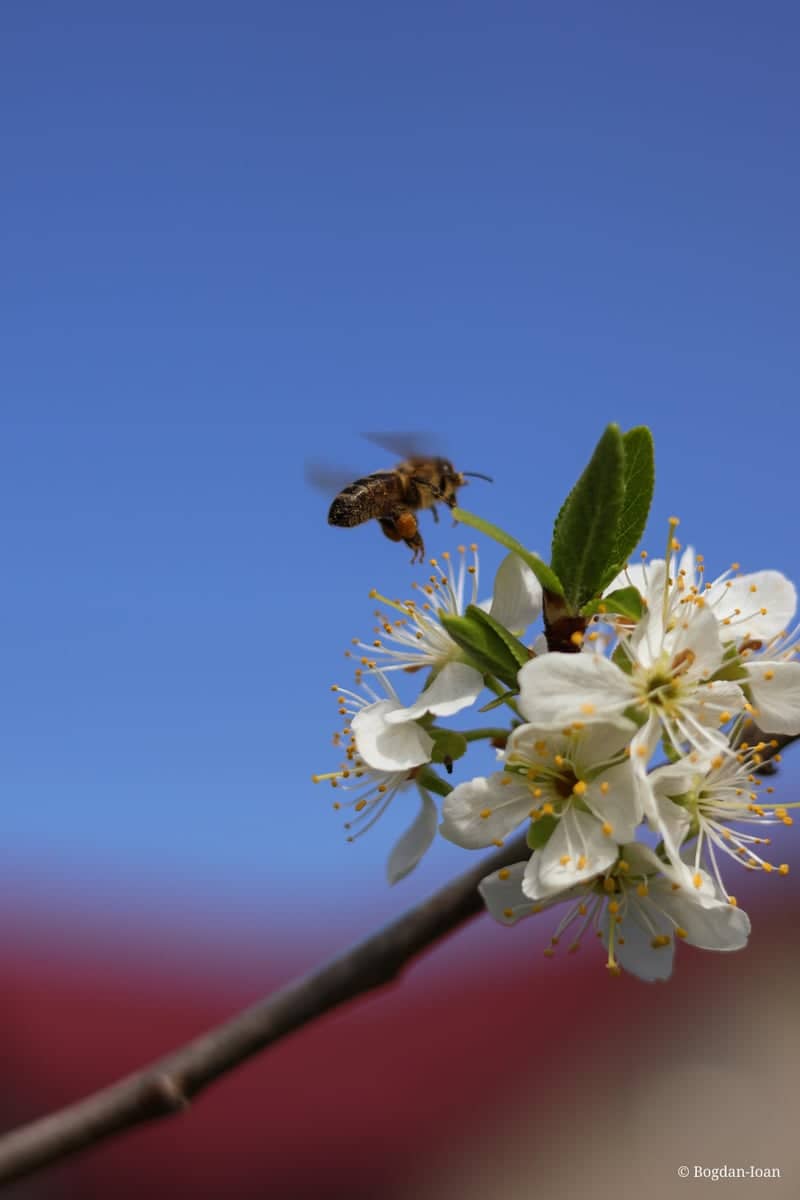 Drăgușeni Orchard Blooms - Image 1