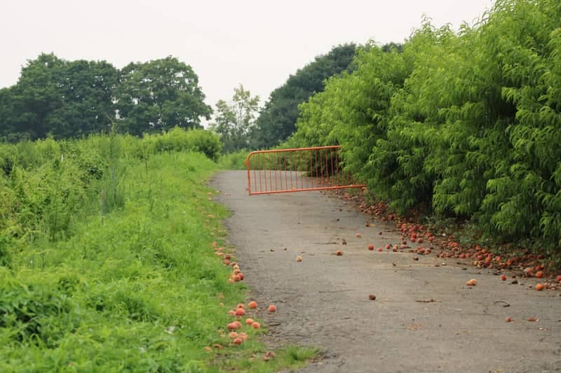 Strawberry Hill Greenway - Image 1