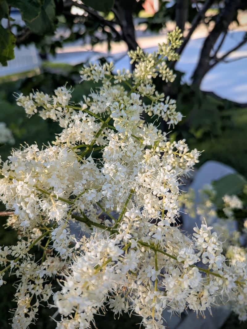 Crosby Garden Blooms - Image 1