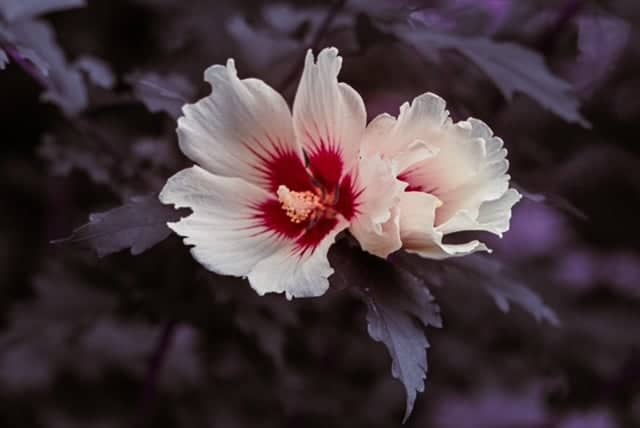 Sherwood Garden Blooms - Image 1